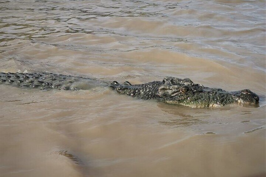 1 Day Berry Springs, Jumping Croc Cruise, Fogg Dam & Outback Pub