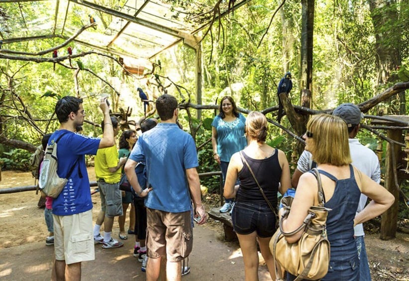 Picture 4 for Activity From Puerto Iguazú: Brazilian Bird Park Tour with Tickets