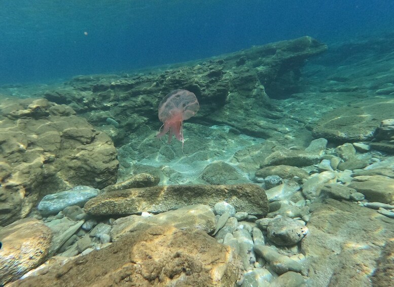 Picture 15 for Activity Heraklion: Scuba Diving Experience for Beginners