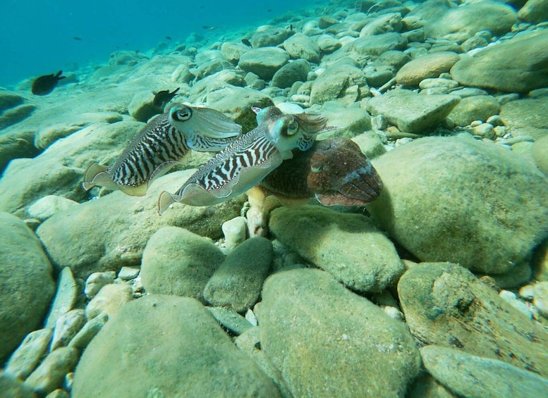 Picture 14 for Activity Heraklion: Scuba Diving Experience for Beginners