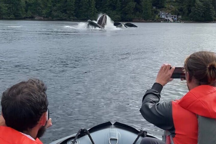 Watching humpback whales bubble net feeding.