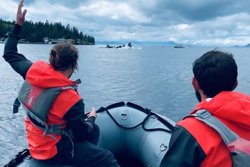 Finding Whales feeding out on our Fast Boat tour!