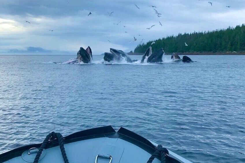 Bubble net feeding humpback whales in Clover Pass!