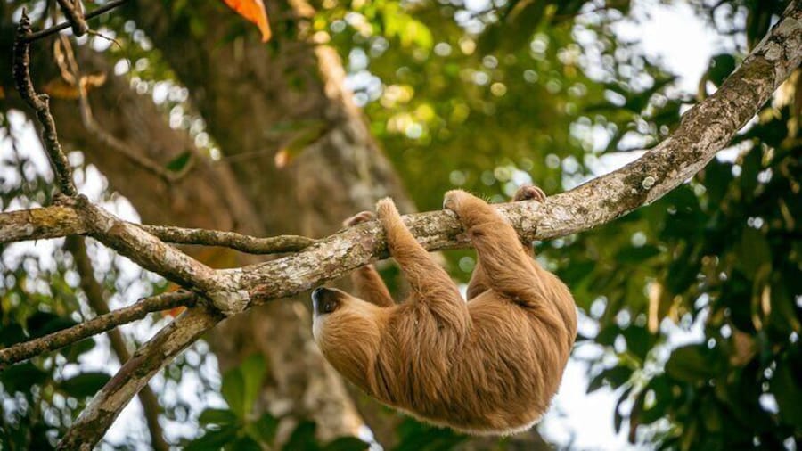 Sloth and Kayak Tour in Punta Uva Beach and Jungle