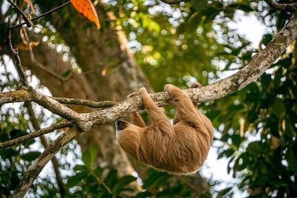 Sloth and Kayak Tour in Punta Uva Beach and Jungle