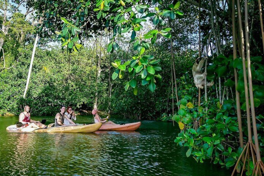 Sloth and Kayak Tour in Punta Uva Beach and Jungle 