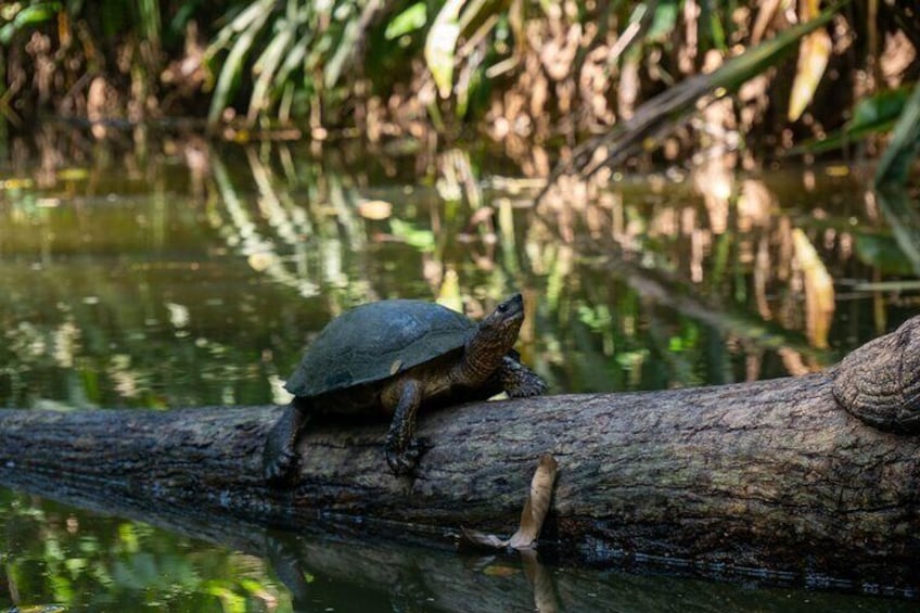 Sloth and Kayak Tour in Punta Uva Beach and Jungle 