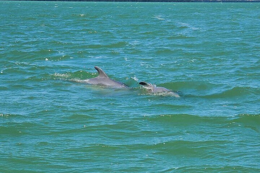 Sunset and Dolphin Tour, Fort Myers Beach and Sanibel Lighthouse