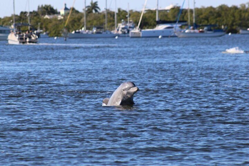Sunset and Dolphin Tour, Fort Myers Beach and Sanibel Lighthouse