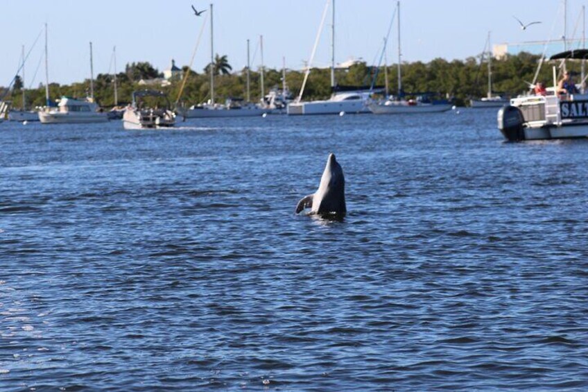 Sunset and Dolphin Tour, Fort Myers Beach and Sanibel Lighthouse