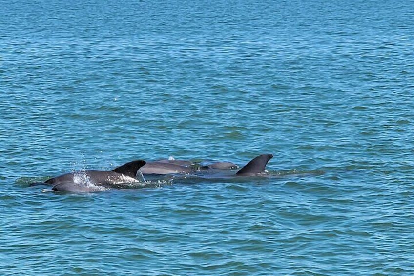 Sunset Dolphin Cruise with Sanibel Lighthouse Views