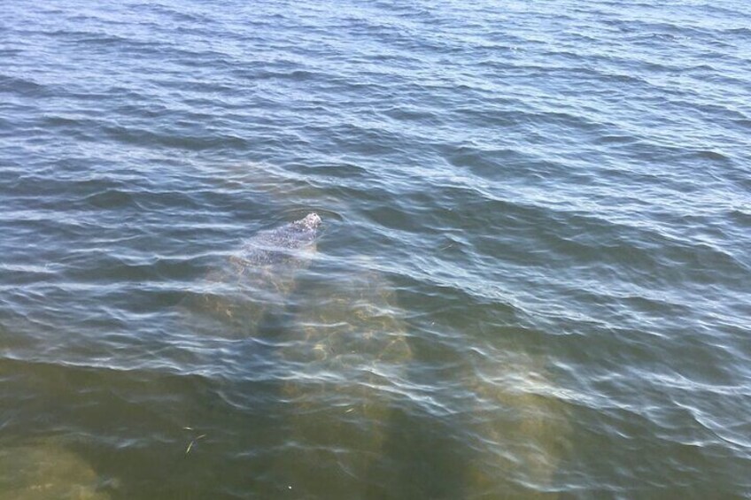 Private Boat and Dolphin Watching in Florida