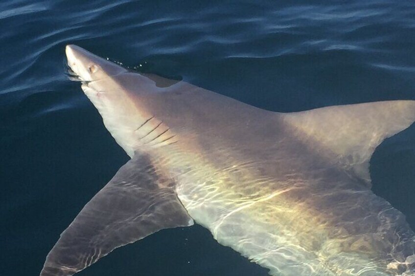 Private Boat and Dolphin Watching in Florida