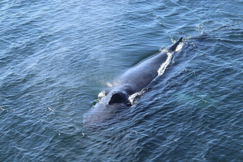 Reykjavik Whale Watching and Lava Show