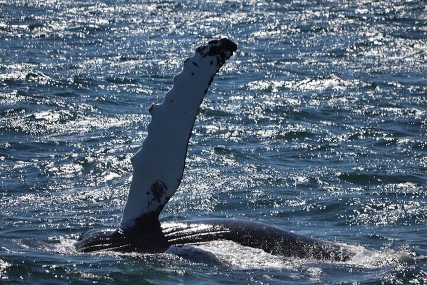 Reykjavik Whale Watching and Lava Show