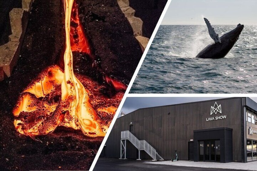 Reykjavik Whale Watching and Lava Show