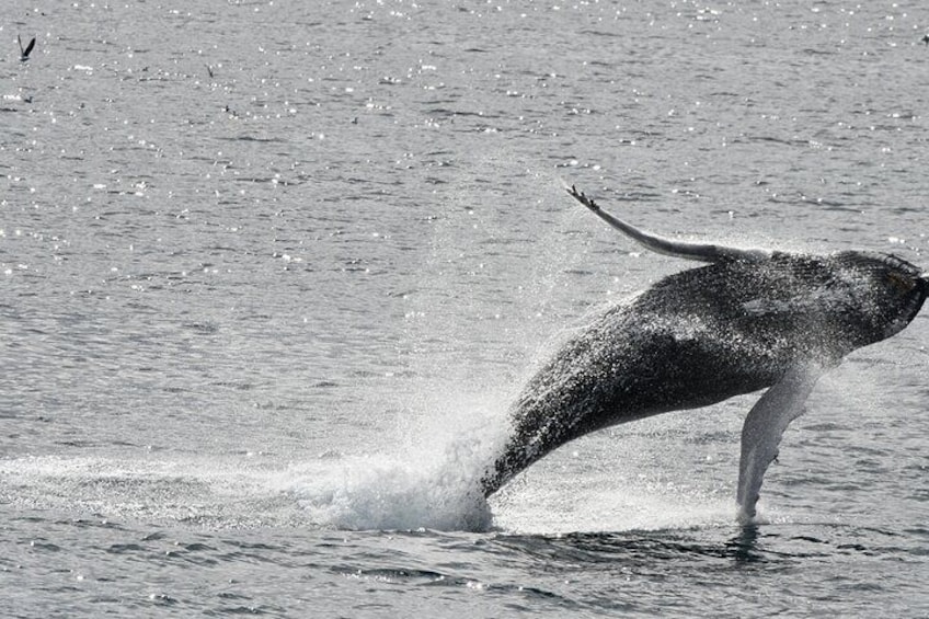 Reykjavik Whale Watching and Lava Show