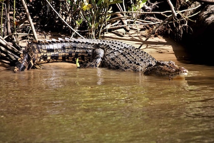 Cairns: crucero con experiencia en la vida silvestre por la selva tropical ...