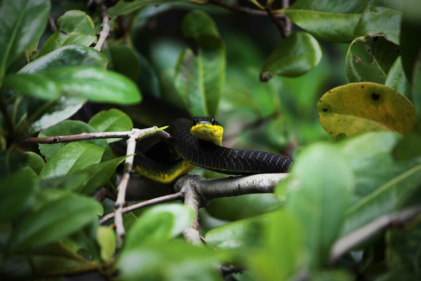 Picture 6 for Activity Cairns: Daintree Rainforest Wildlife Experience Cruise