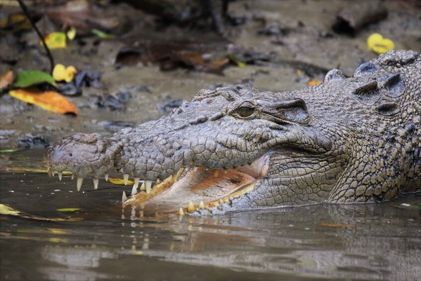 Picture 3 for Activity Cairns: Daintree Rainforest Wildlife Experience Cruise