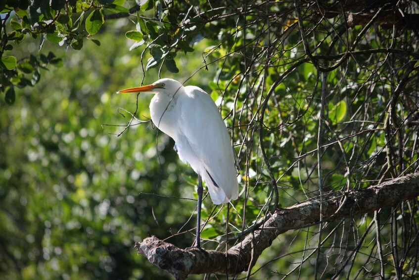 Picture 5 for Activity Cairns: Daintree Rainforest Wildlife Experience Cruise