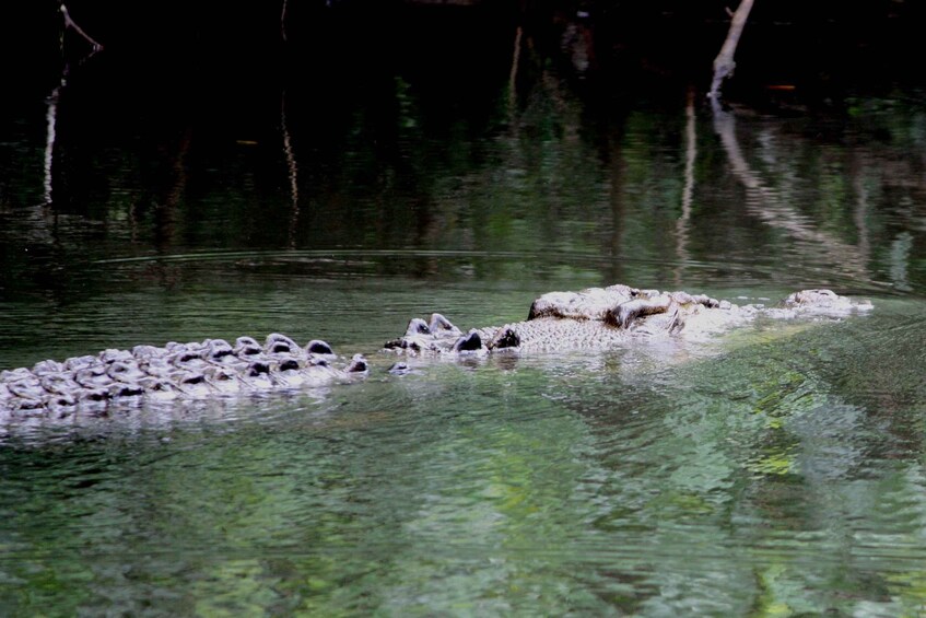 Picture 4 for Activity Cairns: Daintree Rainforest Wildlife Experience Cruise