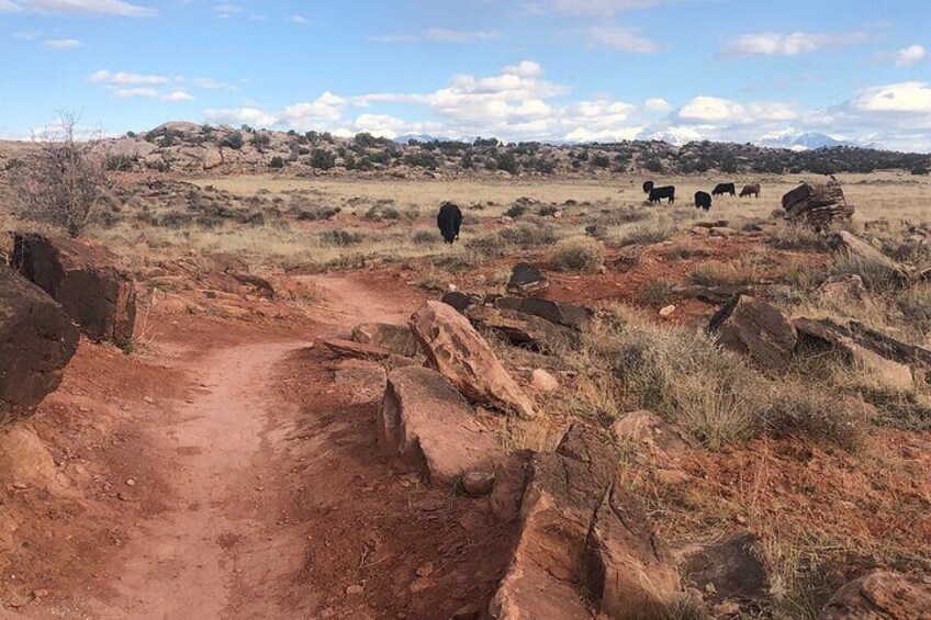 Private Half Day Guided Mountain Bike Tour in Moab 