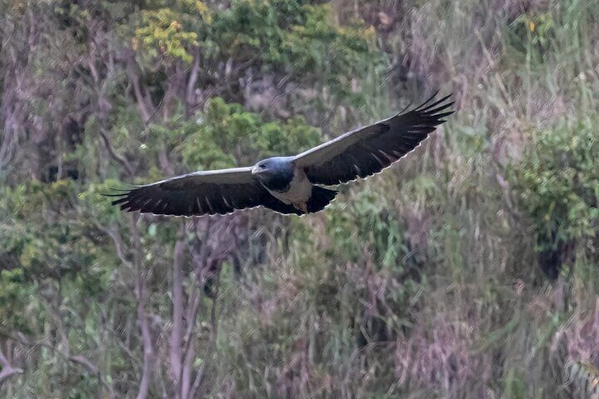 andean eagle