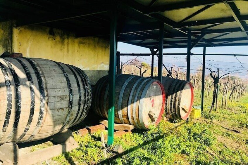 Pompeii and wine tasting on the slopes of Vesuvius from Naples