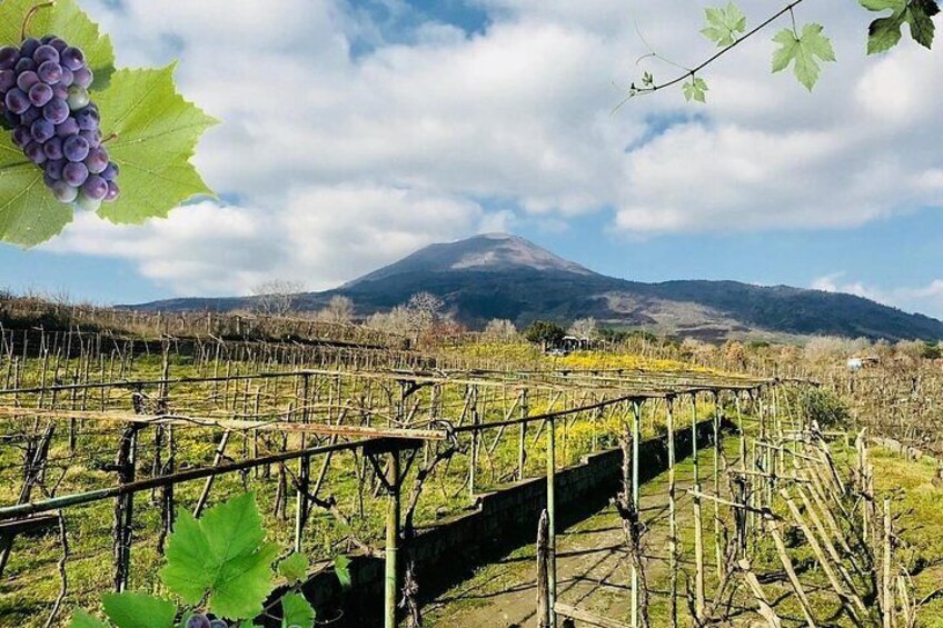 Pompeii and wine tasting on the slopes of Vesuvius from Naples