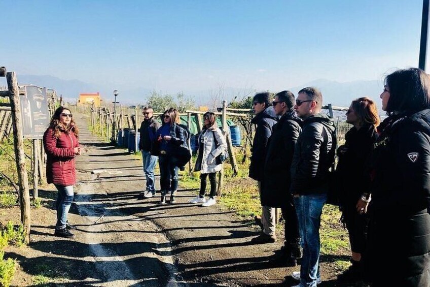 Pompeii and wine tasting on the slopes of Vesuvius from Naples