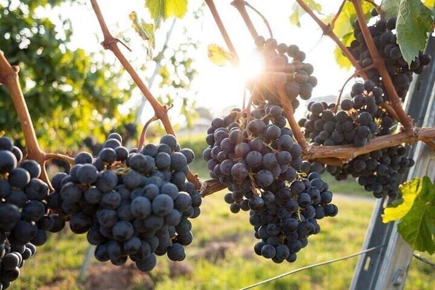 Pompeii and wine tasting on the slopes of Vesuvius from Naples