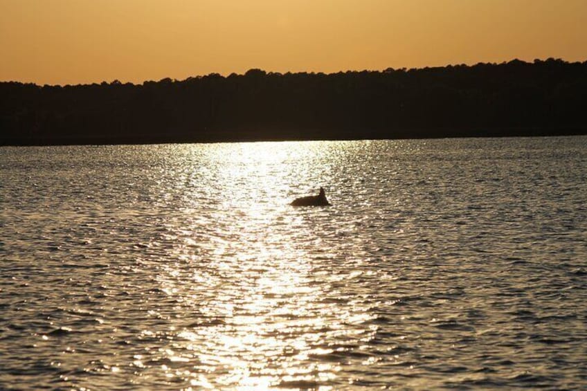 Dolphins and other wildlife at sunset 