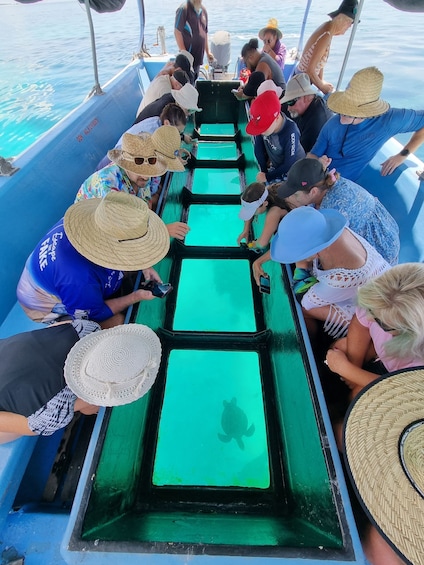 Picture 4 for Activity From 1770: Lady Musgrave Island Snorkelling Day Cruise