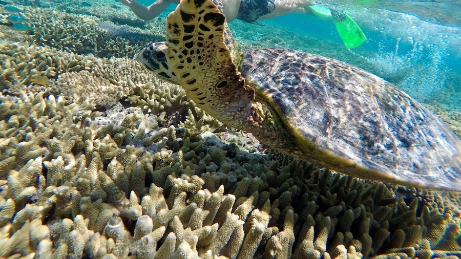 Town of 1770: Lady Musgrave Island Snorkelling Day Cruise