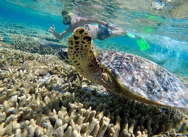 Byen fra 1770: Lady Musgrave Island Snorkelling Day Cruise