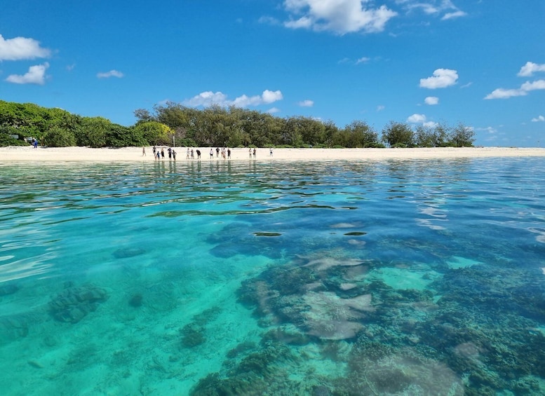 Picture 3 for Activity Town of 1770: Lady Musgrave Island Snorkelling Day Cruise