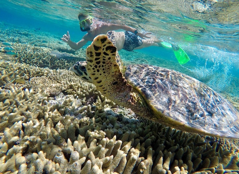 Town of 1770: Lady Musgrave Island Snorkelling Day Cruise