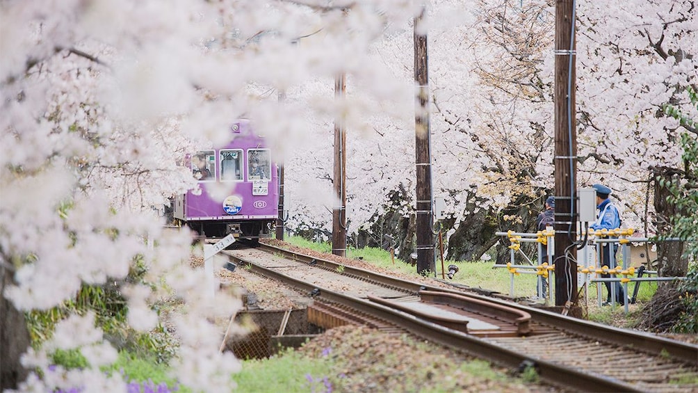 Cherry blossoms in Kyoto 