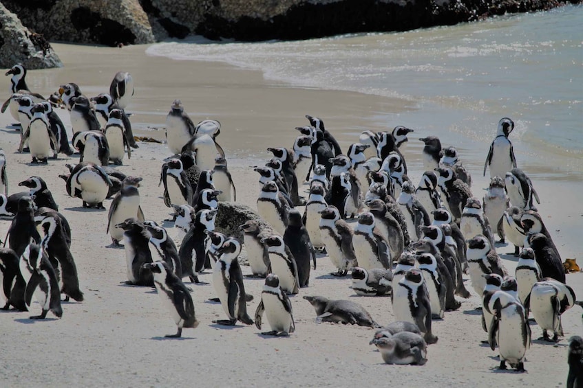 Picture 10 for Activity From Cape Town: Cape Point & Boulders Beach Full-Day Tour