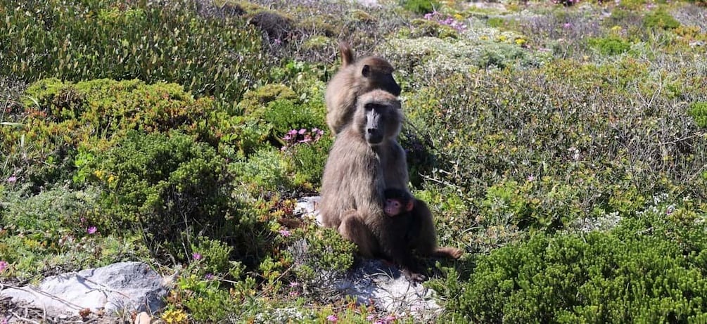 Picture 2 for Activity From Cape Town: Cape Point & Boulders Beach Full-Day Tour