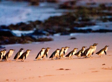 Melbourne: Phillip Island Wine, Wildlife, and Penguins Tour