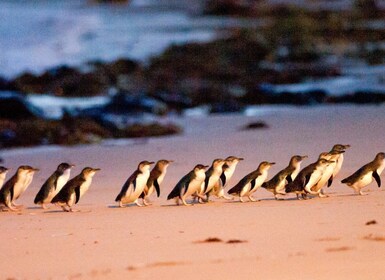 Melbourne: Phillip Island Wine, Wildlife, and Penguins Tour (viiniä, villie...