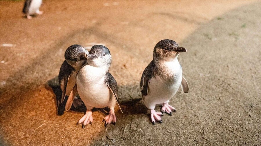 Melbourne: Boutique Phillip Island Wine and Penguins Tour
