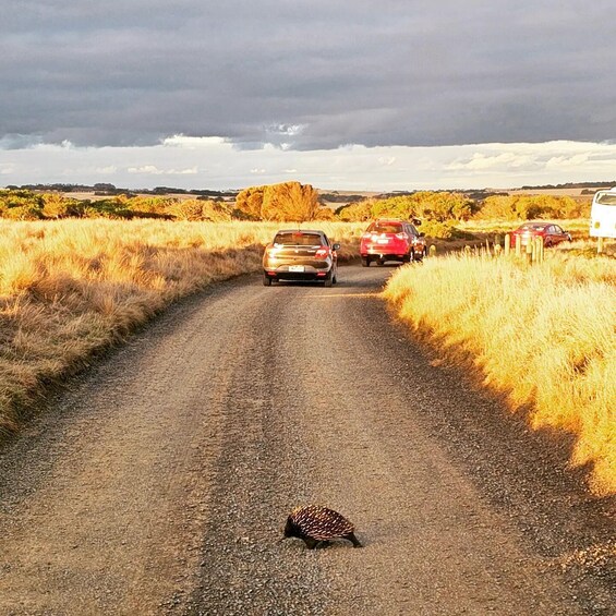 Picture 2 for Activity Melbourne: Phillip Island Wine, Wildlife, and Penguins Tour