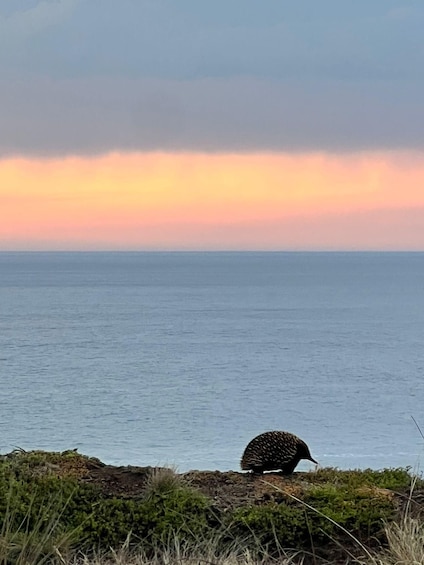 Picture 5 for Activity Melbourne: Boutique Phillip Island Wine and Penguins Tour