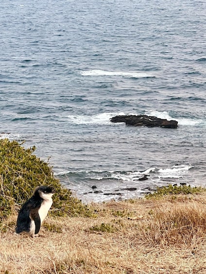 Picture 6 for Activity Melbourne: Boutique Phillip Island Wine and Penguins Tour