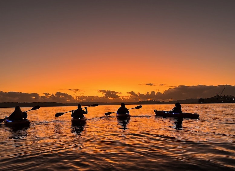 Picture 5 for Activity Sydney: Sunrise Kayak Tour on Sydney Harbour