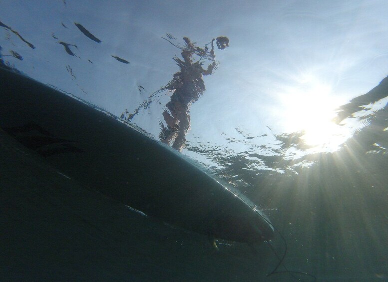 Picture 5 for Activity Exploring the Coast: SUP Adventure from Piran to Strunjan