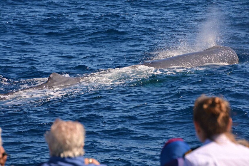 Picture 7 for Activity Bremer Canyon Orca Experience from Bremer Bay